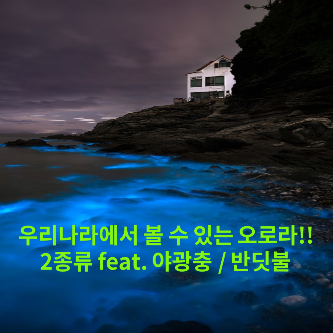 우리나라에서 볼 수 있는 오로라!! 2종류 feat. 야광충 / 반딧불